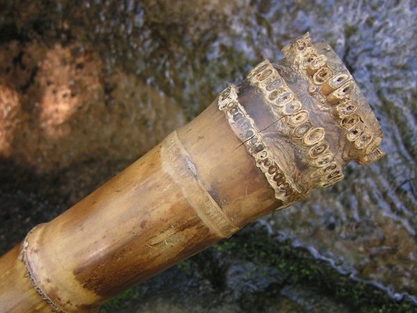 3.1 shakuhachi root end shot goma bamboo, 2012, NC