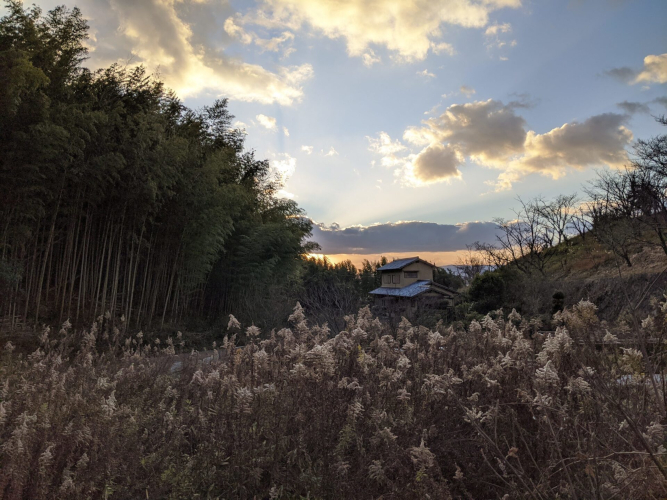 japan-bamboo-shakuhachi-harvest-jon-kypros