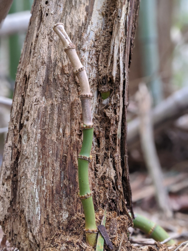 A rare sight, Madaké rhizomes growing up into a rotting log which deteriorated around them, Japan 2020