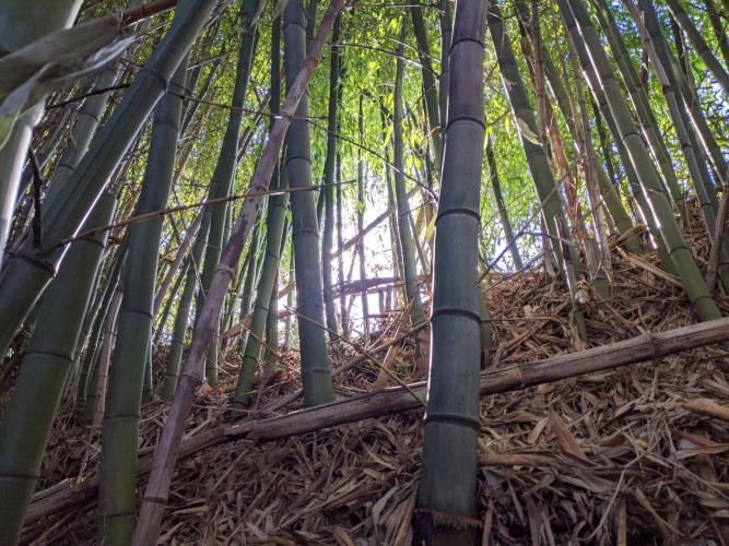 Harvesting Madaké Bamboo in Japan for Shakuhachi