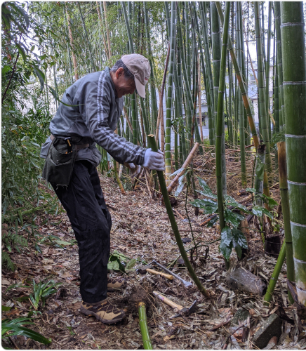 japan-bamboo-shakuhachi-harvest-jon-kypros-5