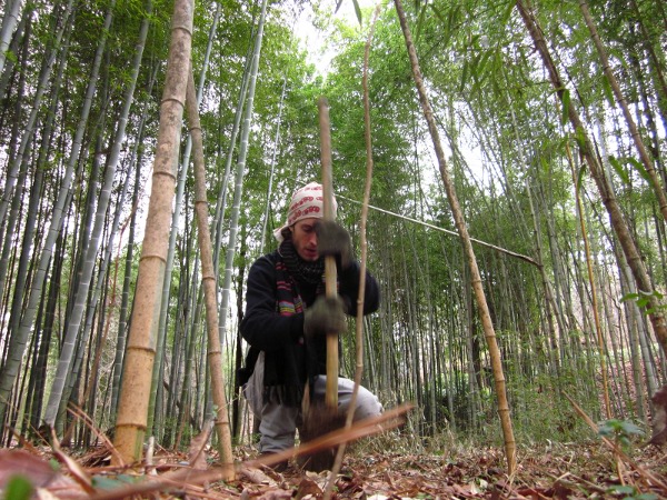 Harvesting Madaké bamboo sub. var. 'Green stripe' for shakuhachi (note the giant Moso bamboo behind me), 2010