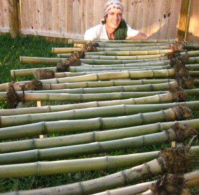 My harvest of Japanese Madaké bamboo drying in the sun, 2010