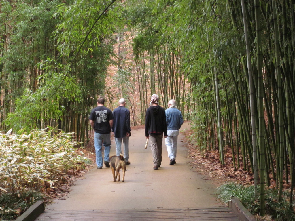 My North American Japanese Madaké bamboo harvests