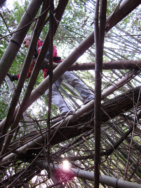 Precariously traversing a wild, unkempt Madaké bamboo grove in search for the perfect pieces for shakuhachi, 2010